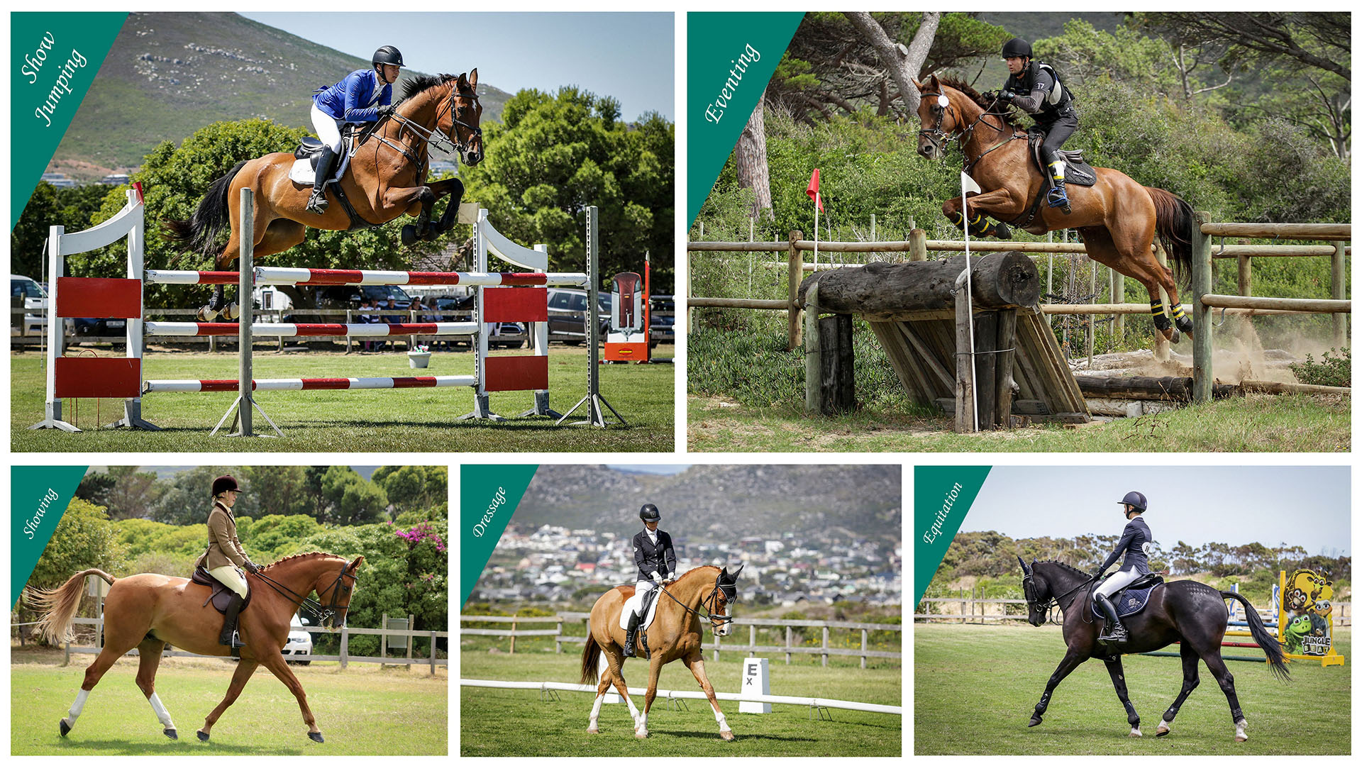 Eventing Show Jumping Dressage Showing Equitation